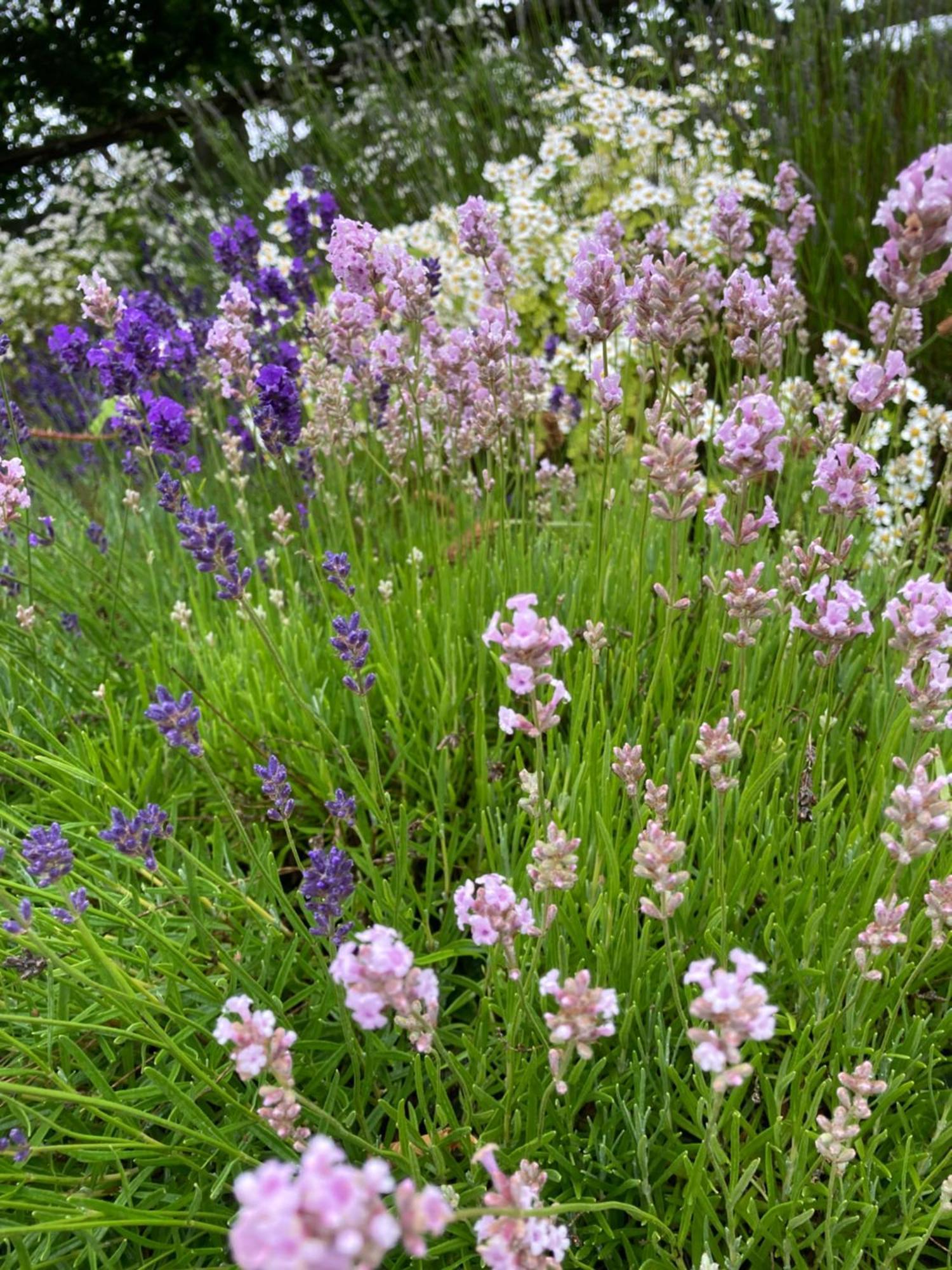Lavender Cottage Gloucester Zewnętrze zdjęcie